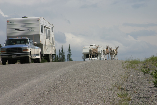 Wildlife Along the Alaska Highway